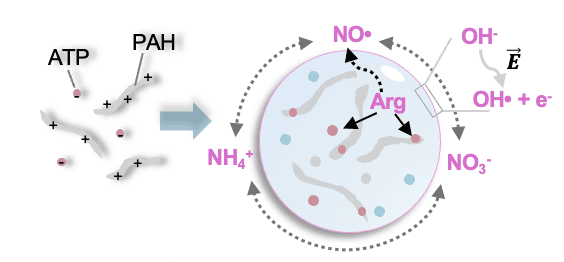Biomolecular Condensates