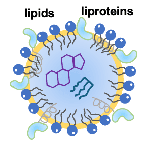 Lipid Droplet Organelle
